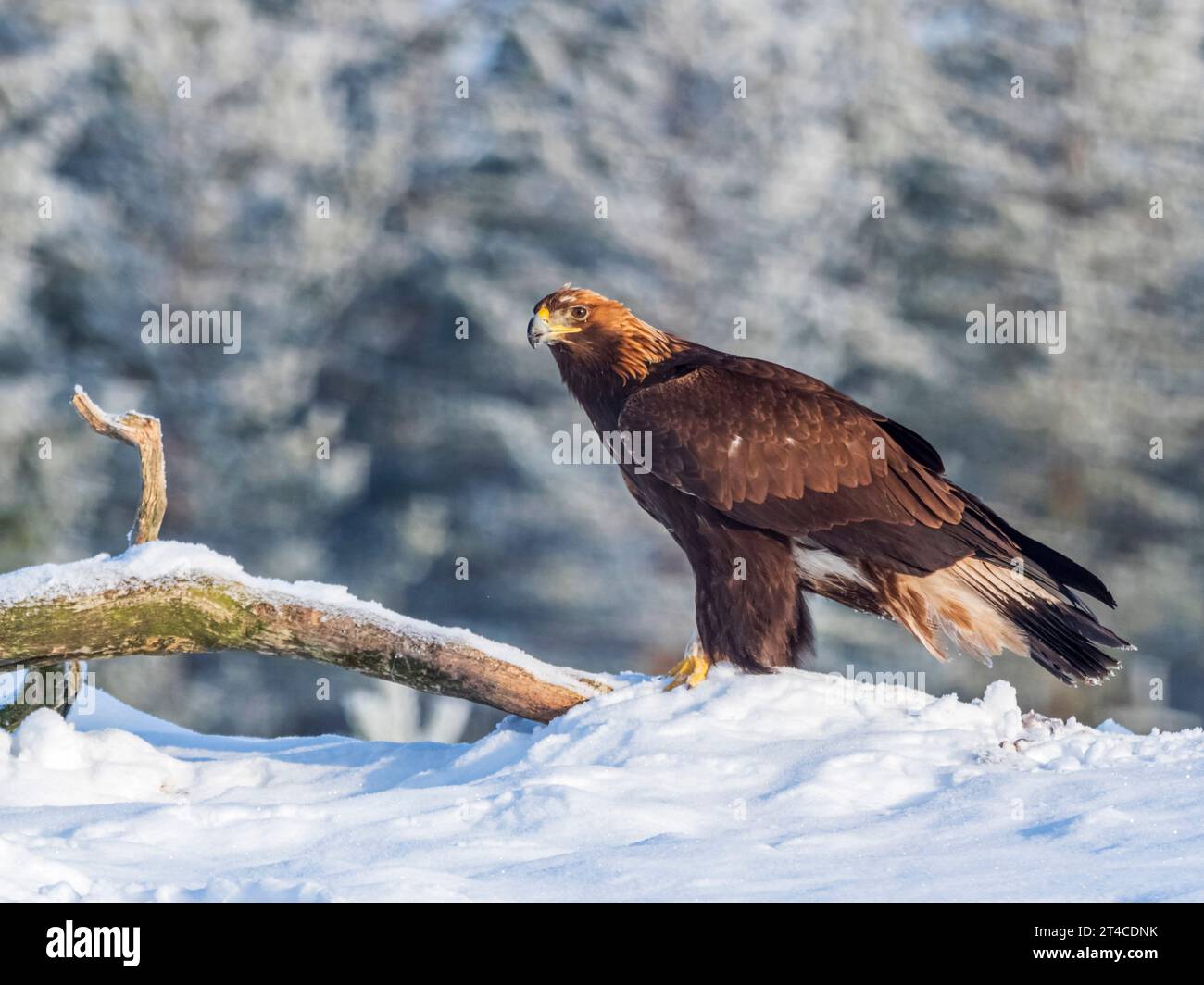 Aquila reale (Aquila chrysaetos), uccello immaturo in piedi sulla neve, vista laterale, Finlandia Foto Stock