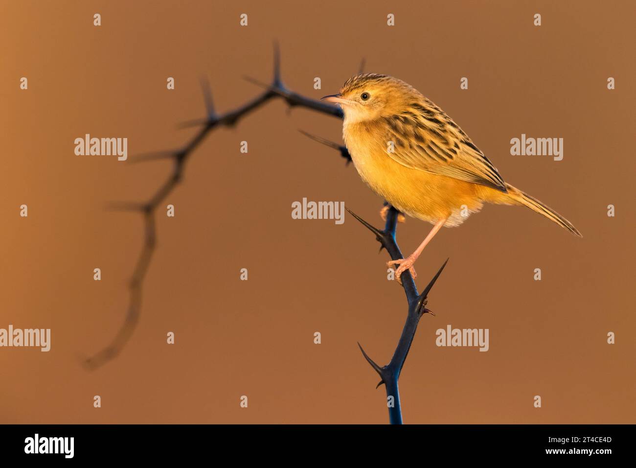 Zitting cisticola, parrucche striate (Cisticola juncidis), arroccato su un ramo d'India, vista laterale, Italia, Toscana Foto Stock