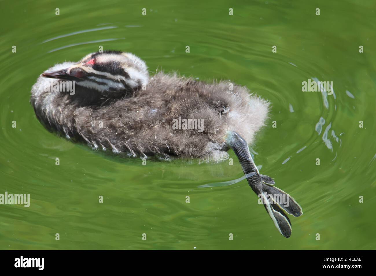 Grande grassa crestata (Podiceps Cristatus), giovane uccello che nuota in acqua limpida, vista laterale, Germania Foto Stock