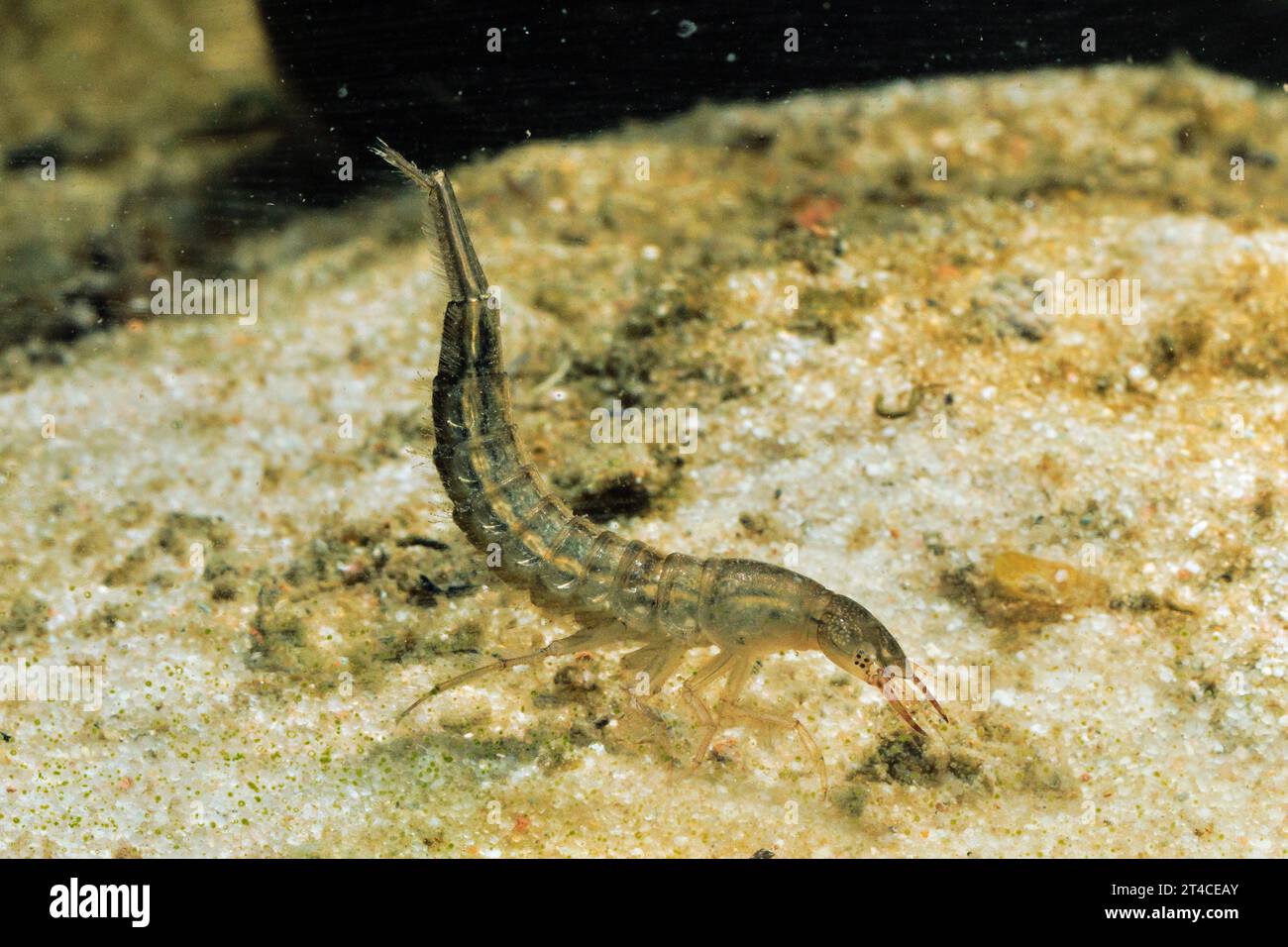 Grande scarabeo subacqueo (Dytiscus marginalis), larva in nuotata, vista laterale, Germania Foto Stock
