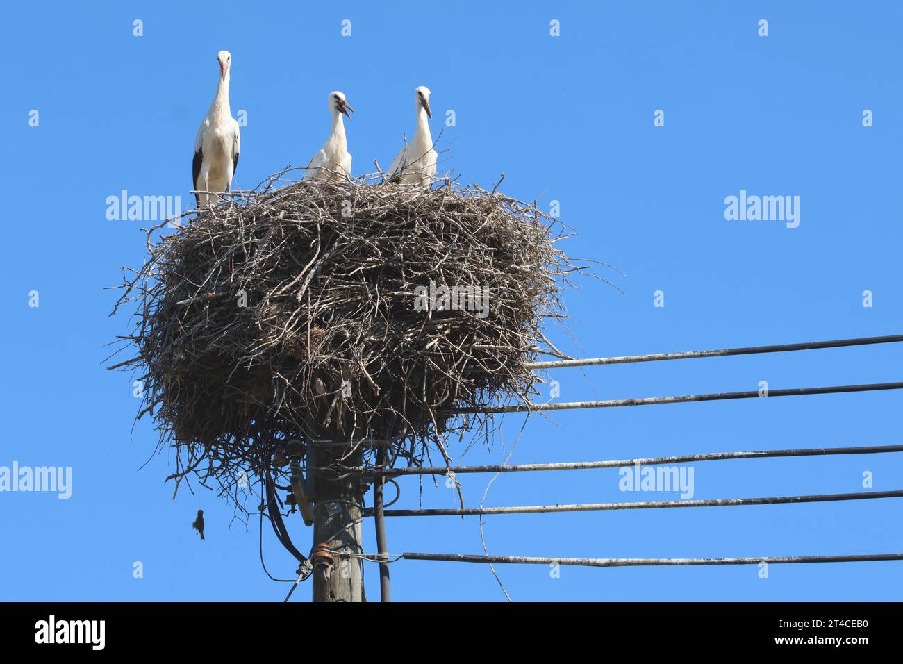 Cicogna bianca (Ciconia ciconia), tre giovani uccelli nel nido su palo del telegrafo, vista frontale, Germania Foto Stock