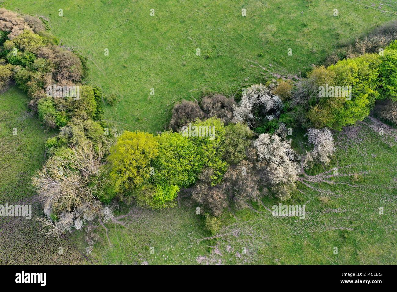 Vista aerea della siepe muraria in primavera, Germania, Schleswig-Holstein Foto Stock