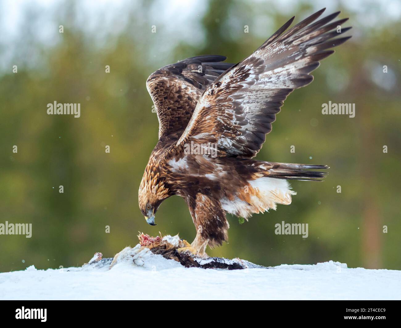 Aquila dorata (Aquila chrysaetos), mangiare nella neve, vista laterale, Finlandia, Oulu Foto Stock