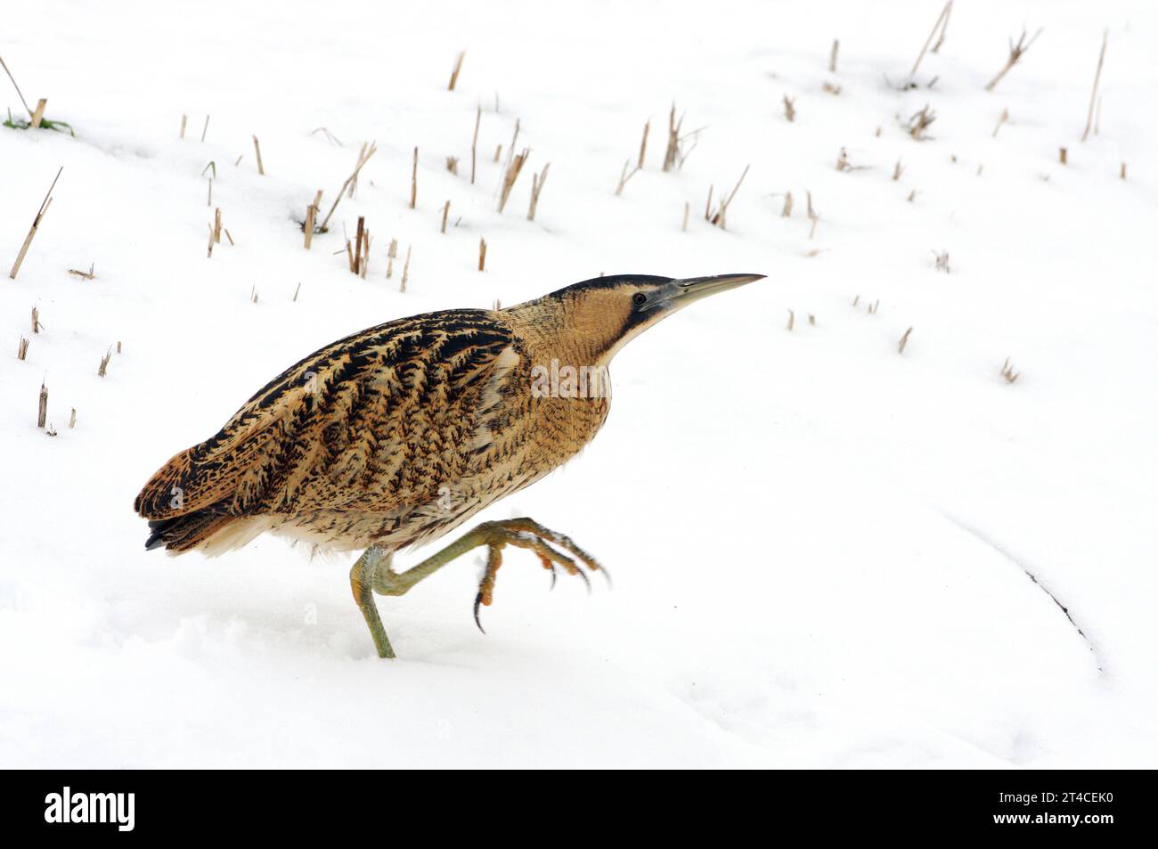 Amaro eurasiatico, amaro grande (Botaurus stellaris), passeggiate nella neve, vista laterale, Paesi Bassi, Flevoland, Flevopolder, Oostvaardersplassen Foto Stock