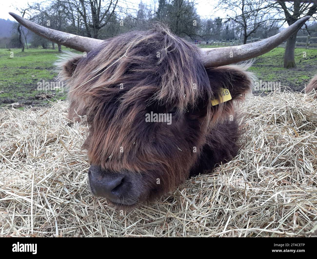 Bovini scozzesi delle Highland, Kyloe, mucca delle Highland, Heelan coo (Bos primigenius F. taurus), sdraiati su un pagliaio su un pascolo, ritratto Foto Stock