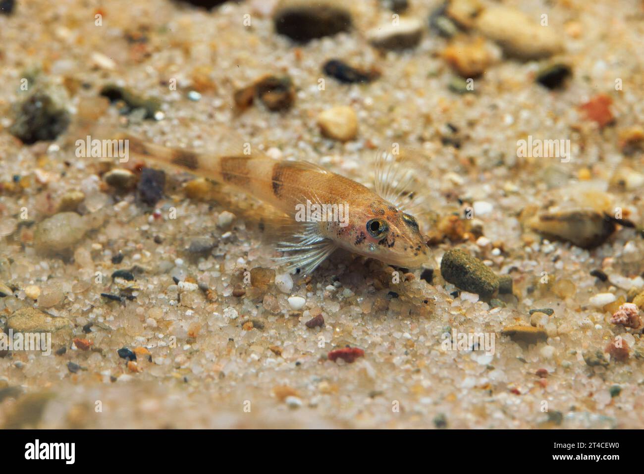 Streber (Zingel streber), giovanile, 3 mesi dopo la prima alimentazione, Germania Foto Stock