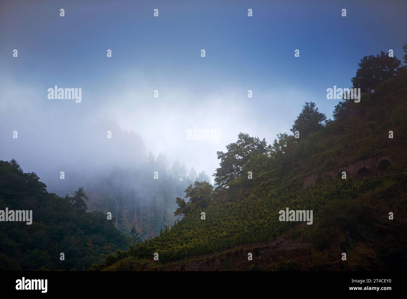 Nebbia al mattino presto sulle pendici boscose delle montagne, Germania, Renania-Palatinato, Cochem Foto Stock