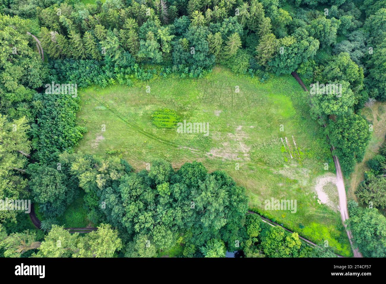 prato in una foresta, vista aerea, Germania, Schleswig-Holstein Foto Stock