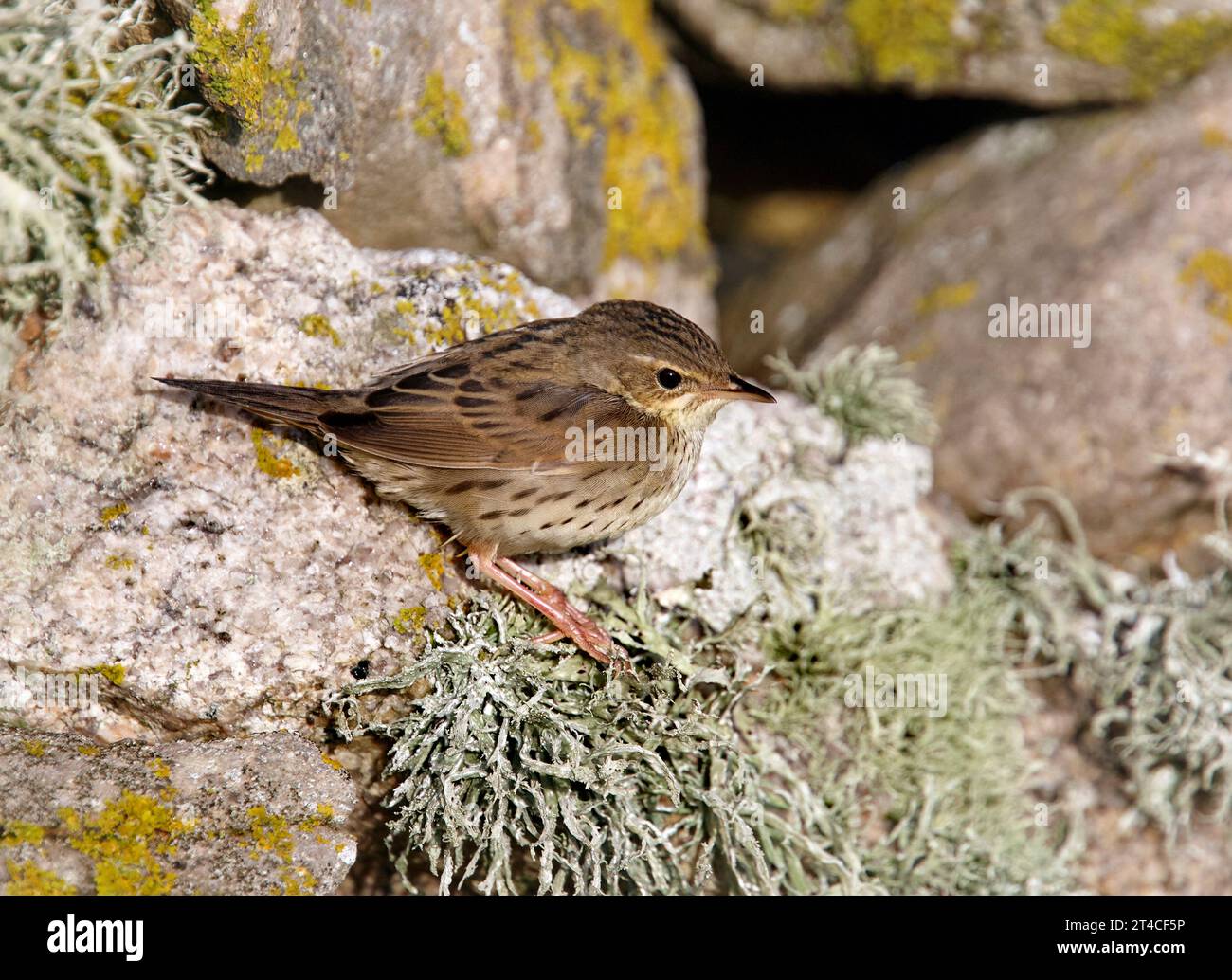 Parula lanceolata (Locustella lanceolata), su rocce ricoperte di licheni, Regno Unito, Scozia Foto Stock