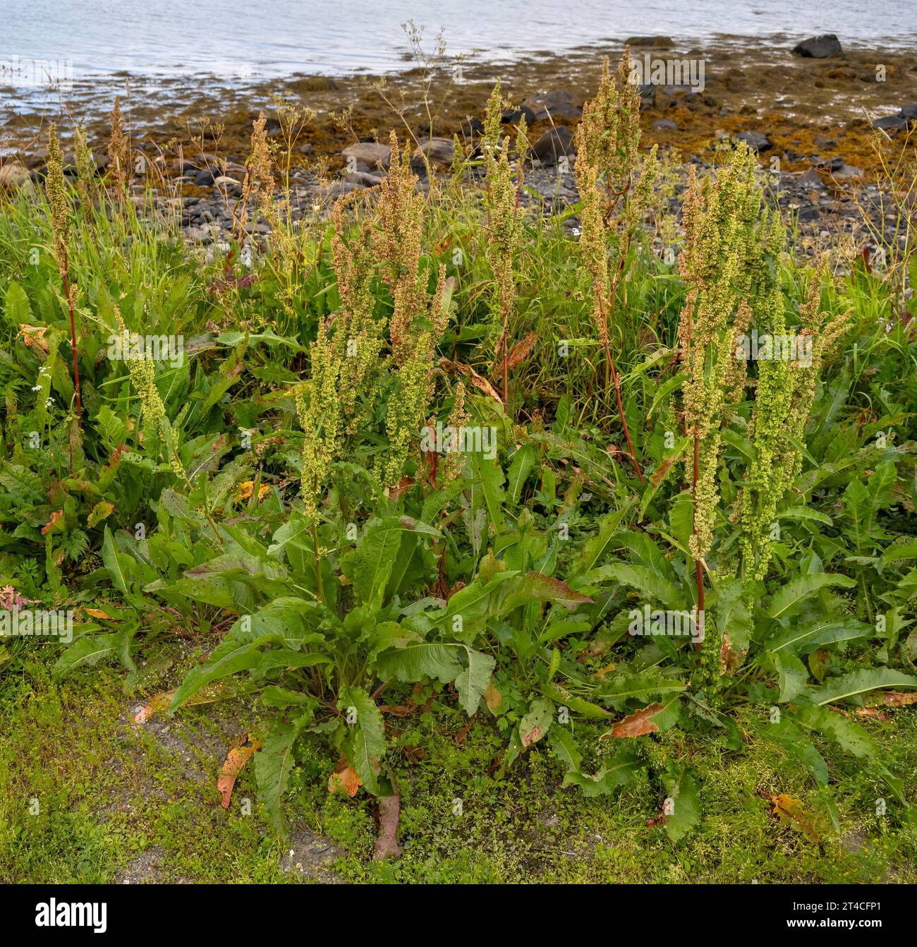 Molo longleaf, molo nord, molo porta-cantiere (Rumex longifolius), molo nord fiorito, Norvegia, Troms, Tromsoe Foto Stock