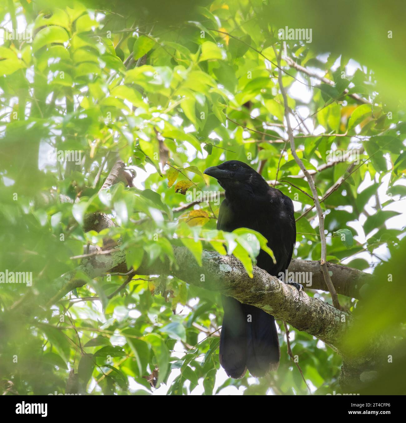 Corvo delle marianne (Corvus kubaryi), arroccato su un ramo su un albero, vista frontale, Polinesia, Isola di Rota Foto Stock