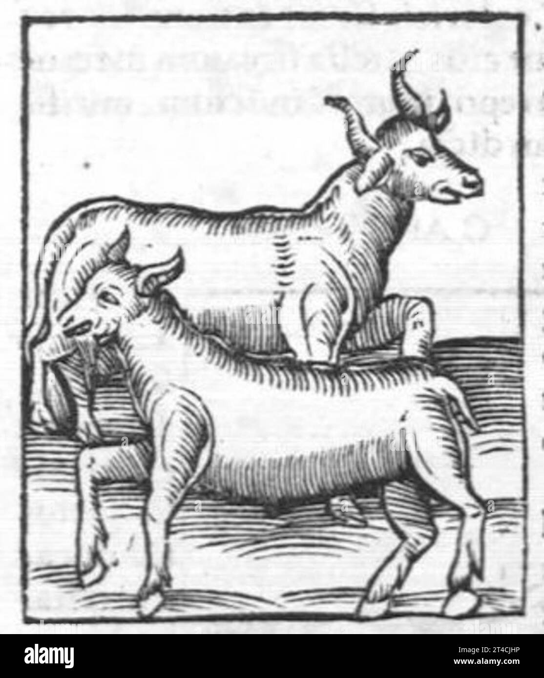 Hortus sanitatis, quatuor libris haec quae snbsequuntur complectens Foto Stock