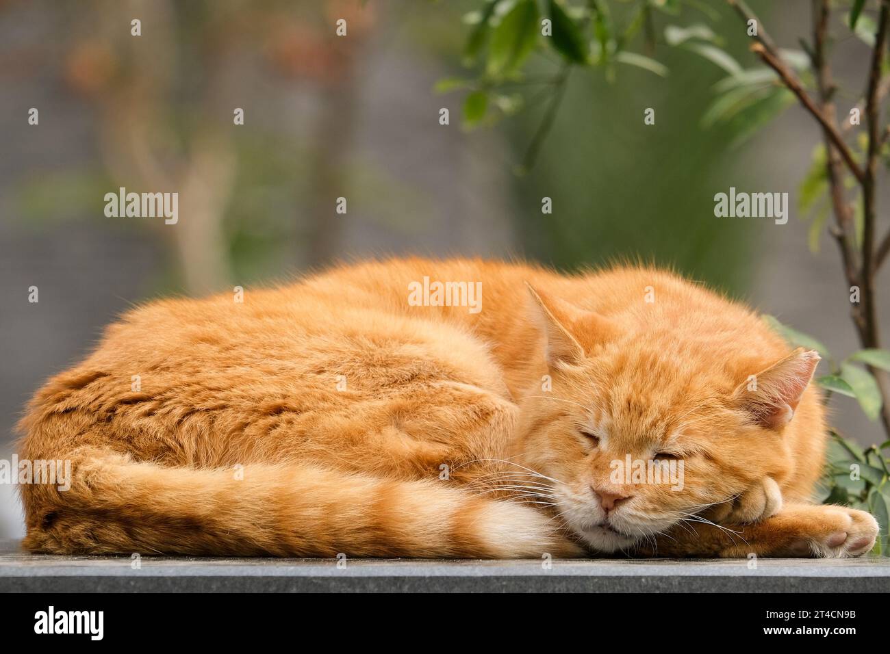 Il gatto biondo giallo arancio dorme a terra con sfondo verde isolato. Spazio aperto. Messa a fuoco selettiva inclusa. Foto Stock
