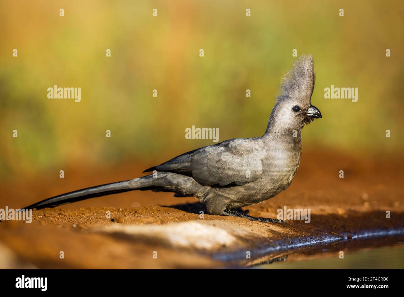 Gli uccelli grigi si allontanano al piano terra alla luce del mattino nel Parco Nazionale di Kruger, Sud Africa; i Corythaixoides speciali della famiglia dei Musophagidae Foto Stock