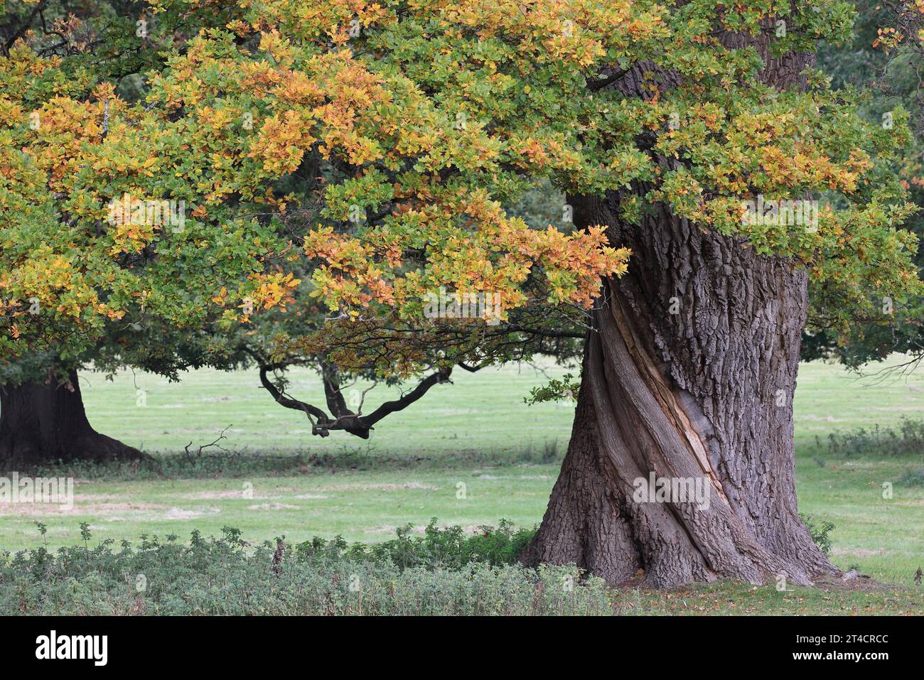 Quercia, Quercus robur, all'inizio dell'autunno, Powis Park, Welshpool, Galles centrale Foto Stock