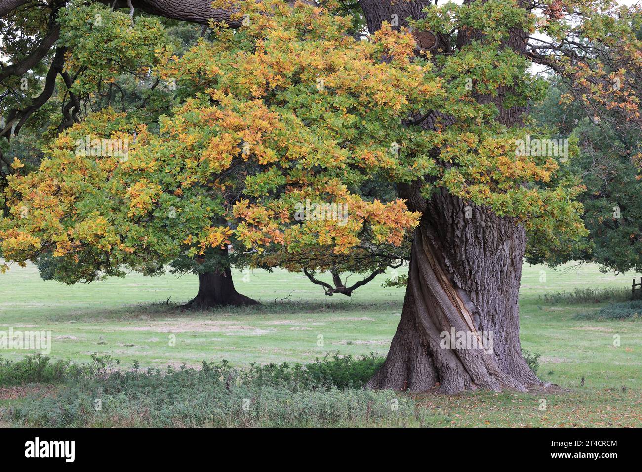 Quercia, Quercus robur, all'inizio dell'autunno, Powis Park, Welshpool, Galles centrale Foto Stock