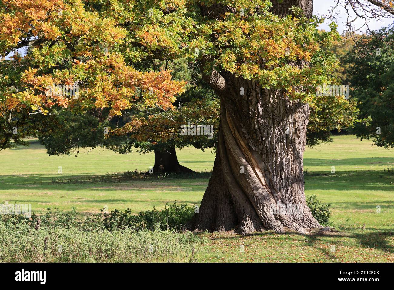 Quercia all'inizio dell'autunno, Powis Park, Welshpool, Galles centrale Foto Stock
