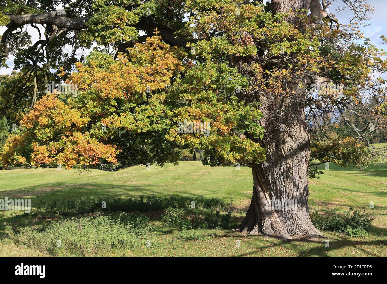 Quercia, Quercus robur, all'inizio dell'autunno, Powis Park, Welshpool, Galles centrale Foto Stock