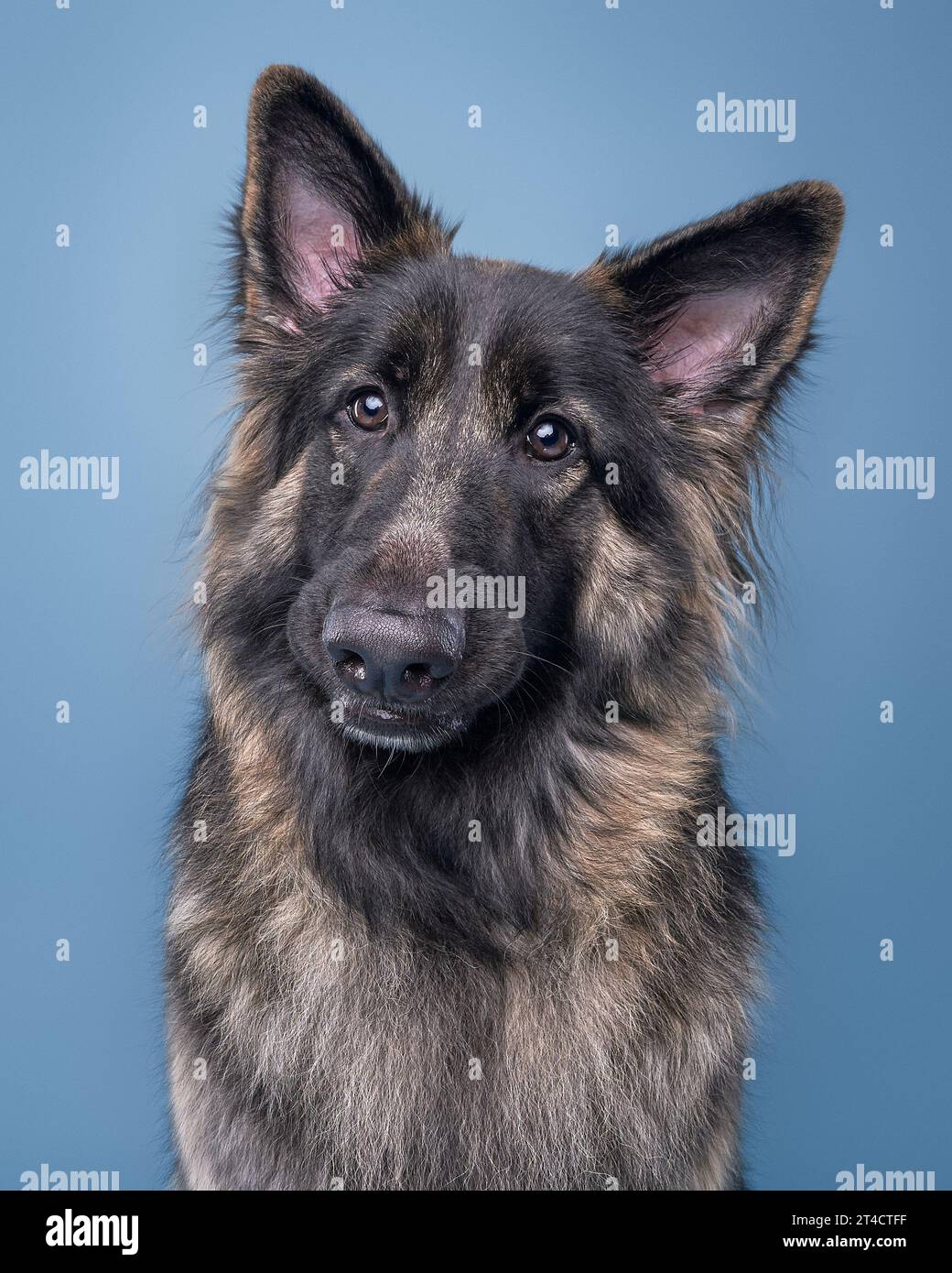 Cane pastore tedesco in posa con sfondo blu Foto Stock