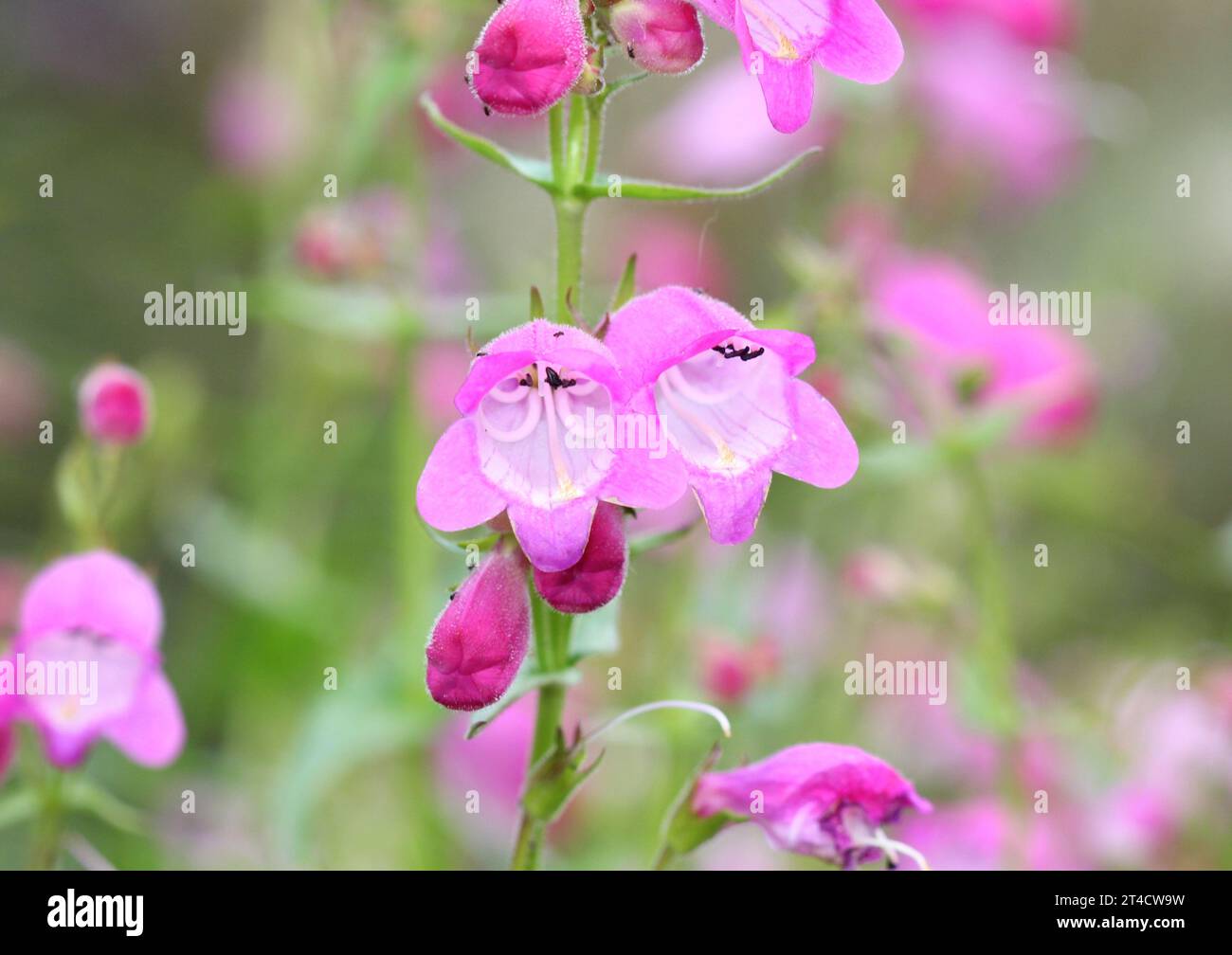 Penstemon x mexicali "campane in miniatura" Foto Stock