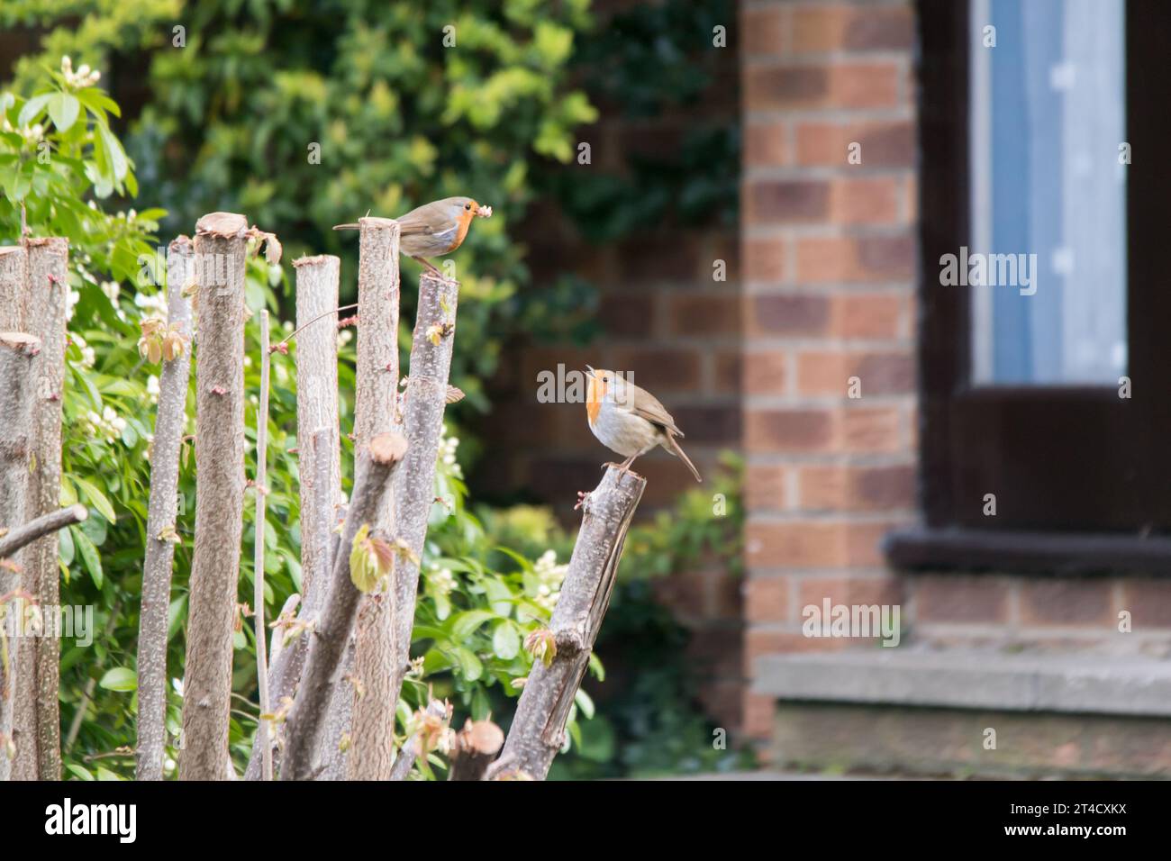 European robins in un giardino a Blackheath, South East London, Inghilterra, Regno Unito Foto Stock