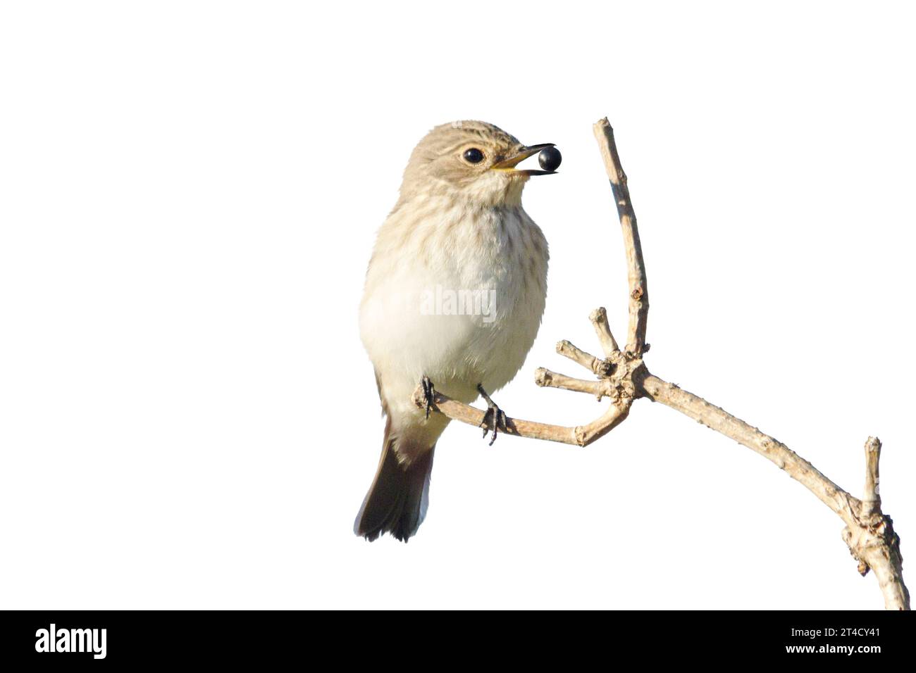 l'uccello selvatico con una bacca nel becco si trova su un ramo, isolato su bianco Foto Stock