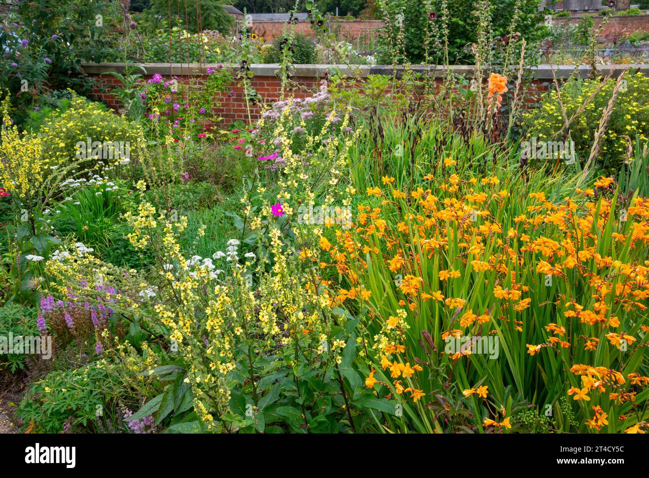 Fiori estivi vivaci al giardino RHS Bridgewater di Worsley, Salford, Manchester, Inghilterra. Foto Stock