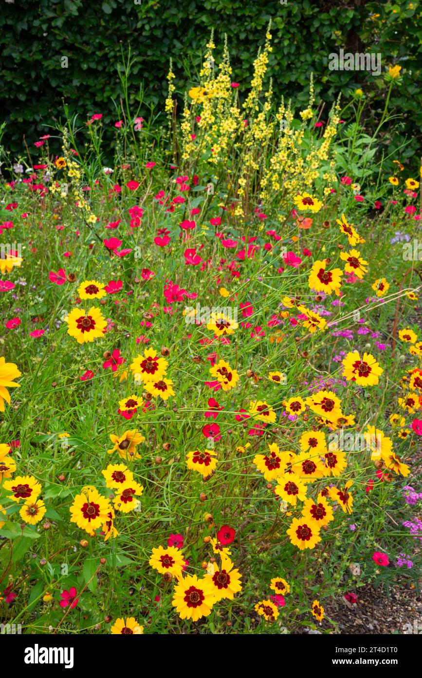 Piante annuali estive dai colori vivaci al giardino RHS Bridgewater a Worsley, Salford, Manchester, Inghilterra. Foto Stock