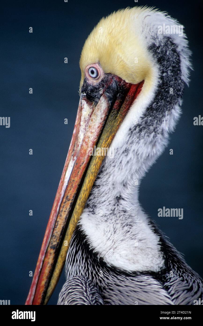 Brown pelican, Shelter Island, San Diego, California Foto Stock
