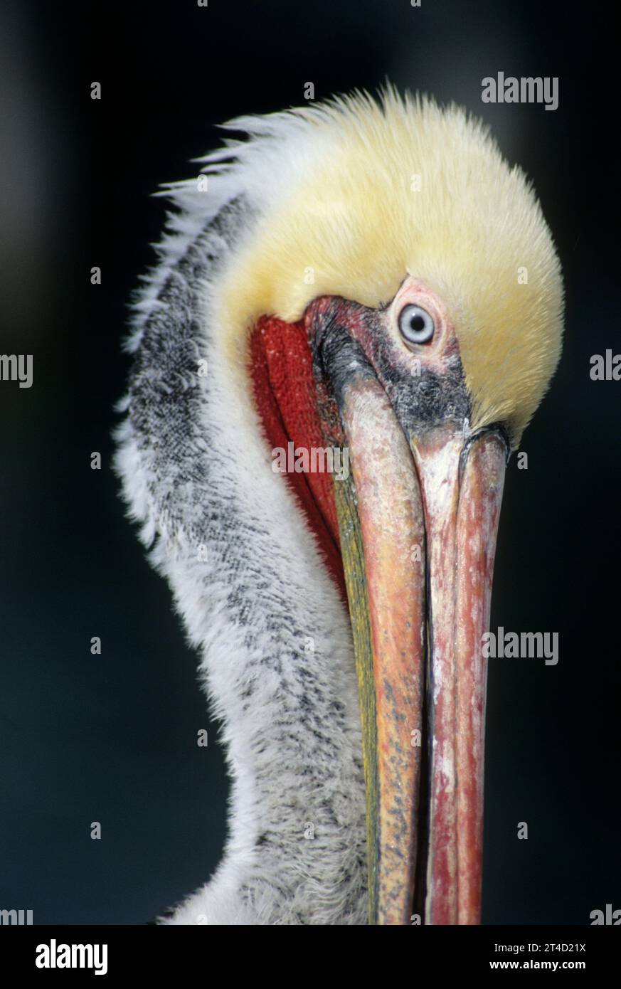Brown pelican, Shelter Island, San Diego, California Foto Stock