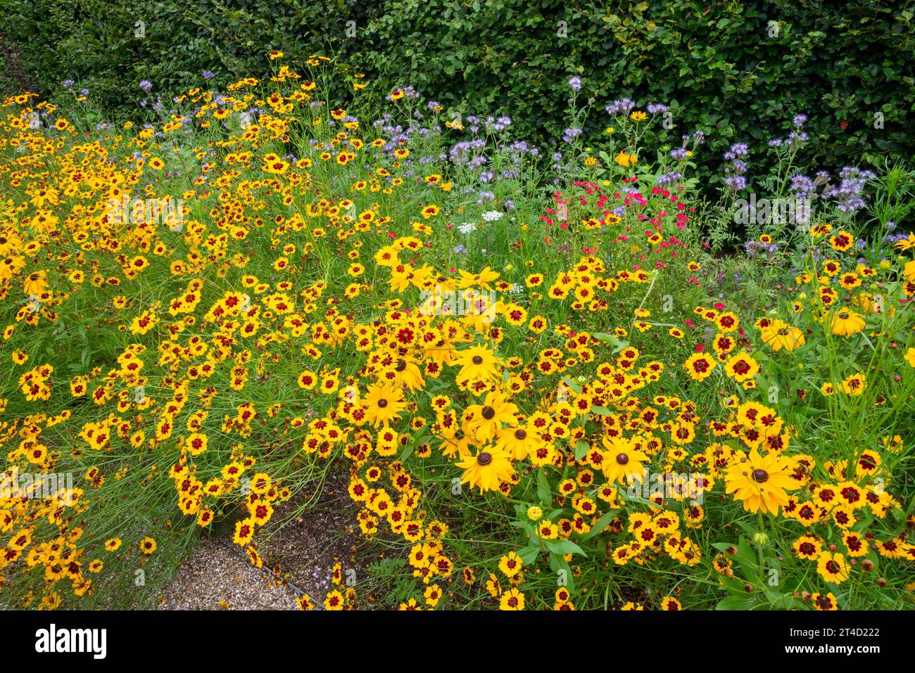 Piante annuali estive dai colori vivaci al giardino RHS Bridgewater a Worsley, Salford, Manchester, Inghilterra. Foto Stock