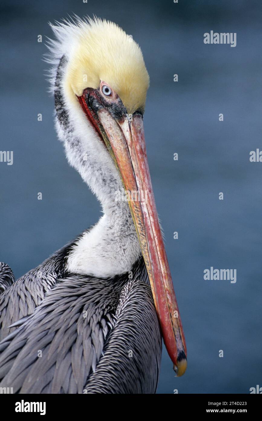 Brown pelican, Shelter Island, San Diego, California Foto Stock