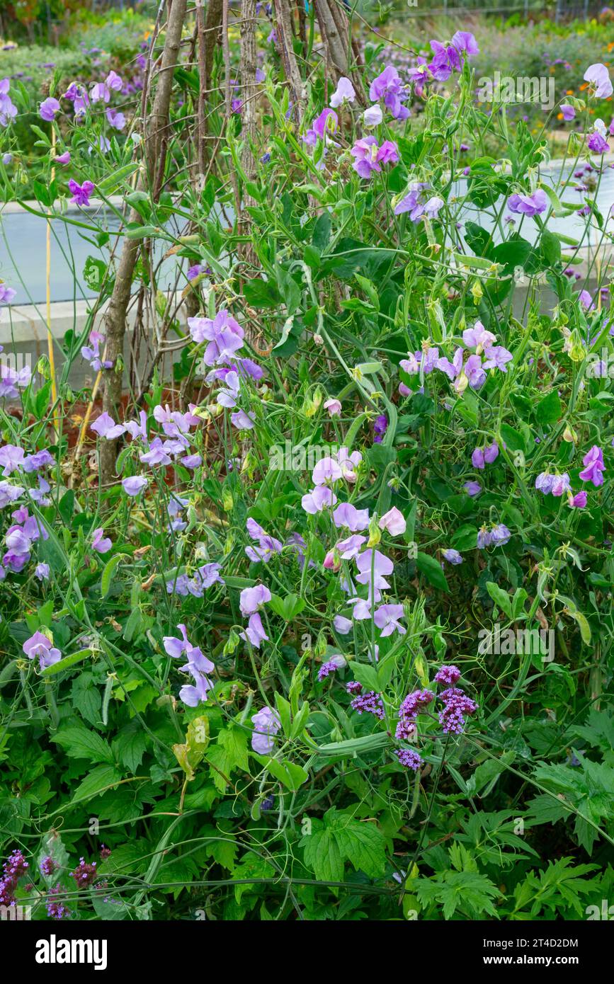 Piselli dolci color lilla che fiorono in un giardino all'inglese a metà estate. Foto Stock