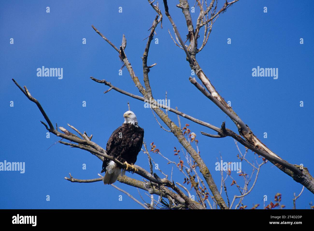 Aquila calva, Sacramento National Wildlife Refuge, California Foto Stock