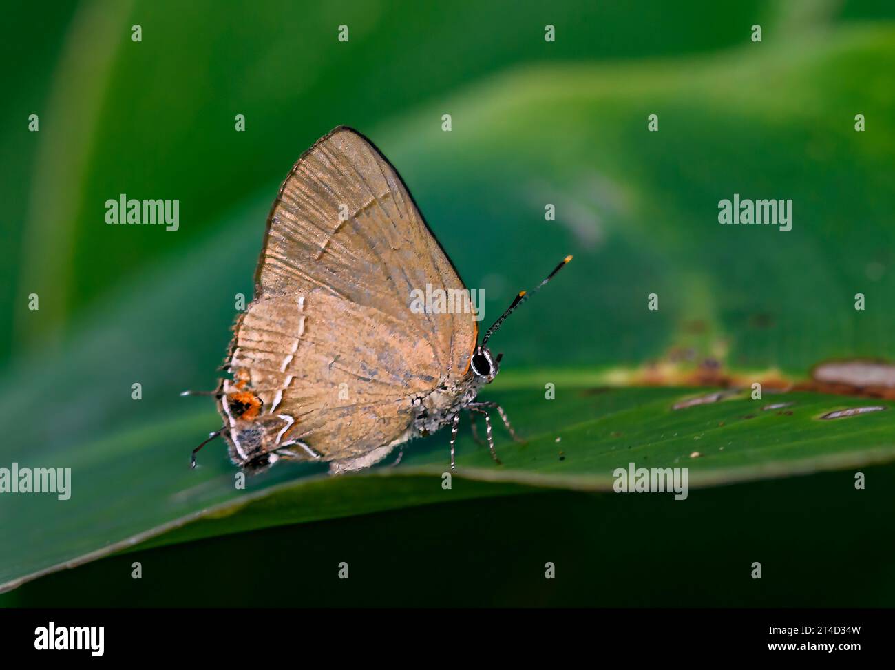 Strand's Groundstreak (Calycopis orcillula) dalla penisola di osa, Costa Rica. Foto Stock