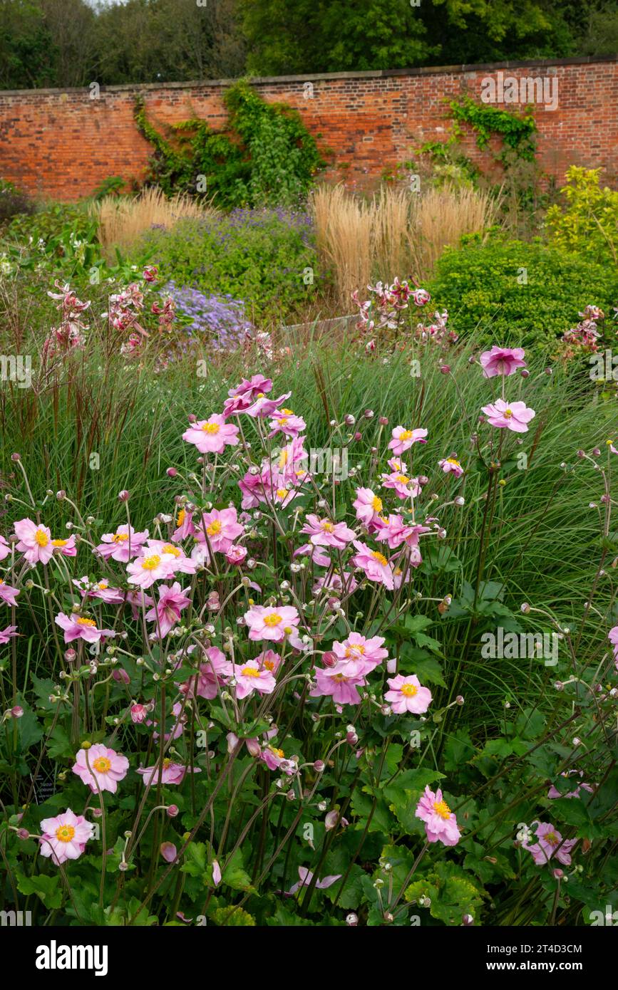 Anemoni giapponesi rosa fioriti al giardino RHS Bridgewater a Worsley, Salford, Manchester, Inghilterra. Foto Stock