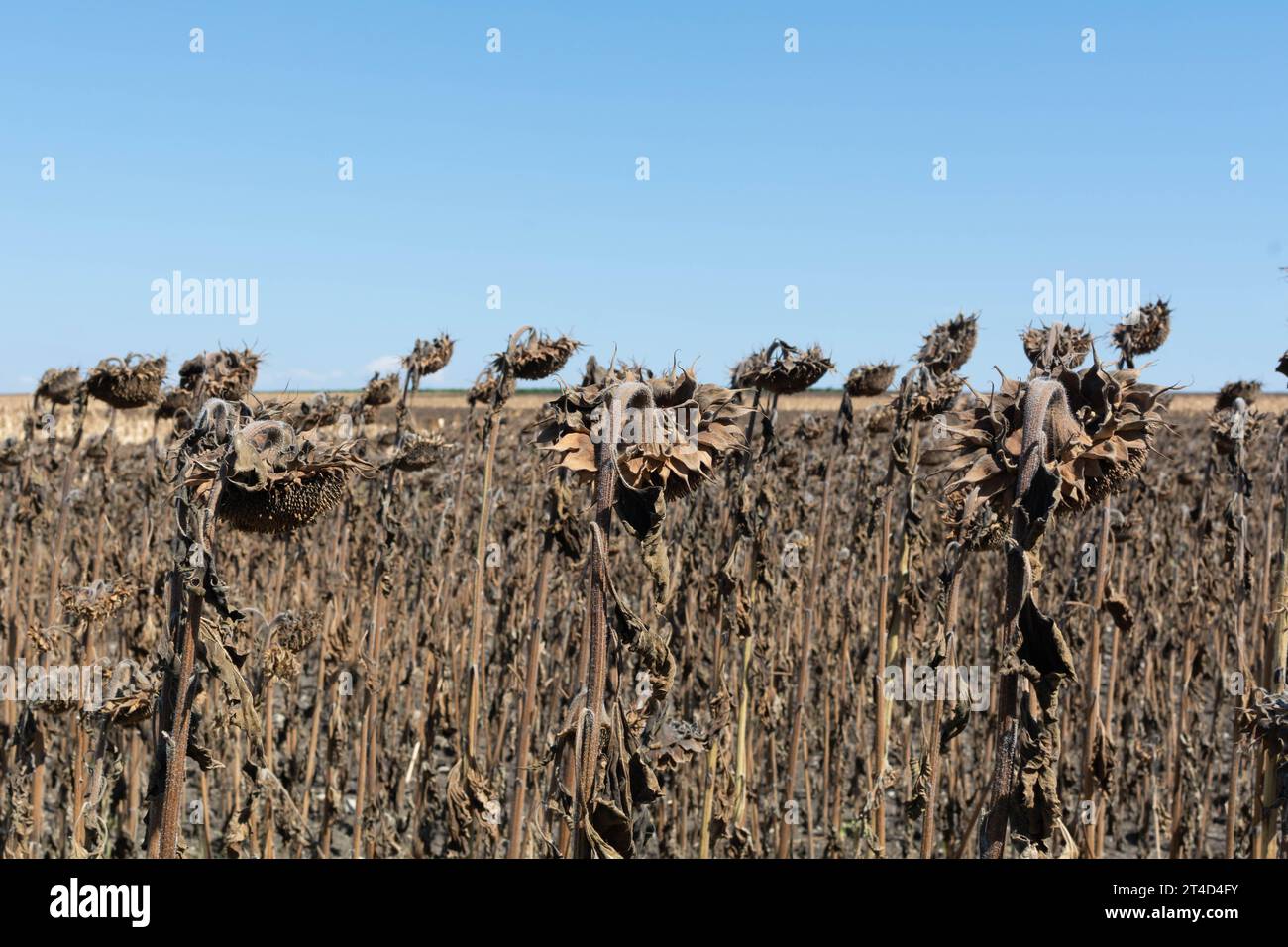 Campo di girasole essiccato. Raccolta di girasole non raccolta in settembre, girasole essiccato. Cambiamento climatico, perdita di raccolto. Messa a fuoco selettiva, bassa profondità di campo Foto Stock