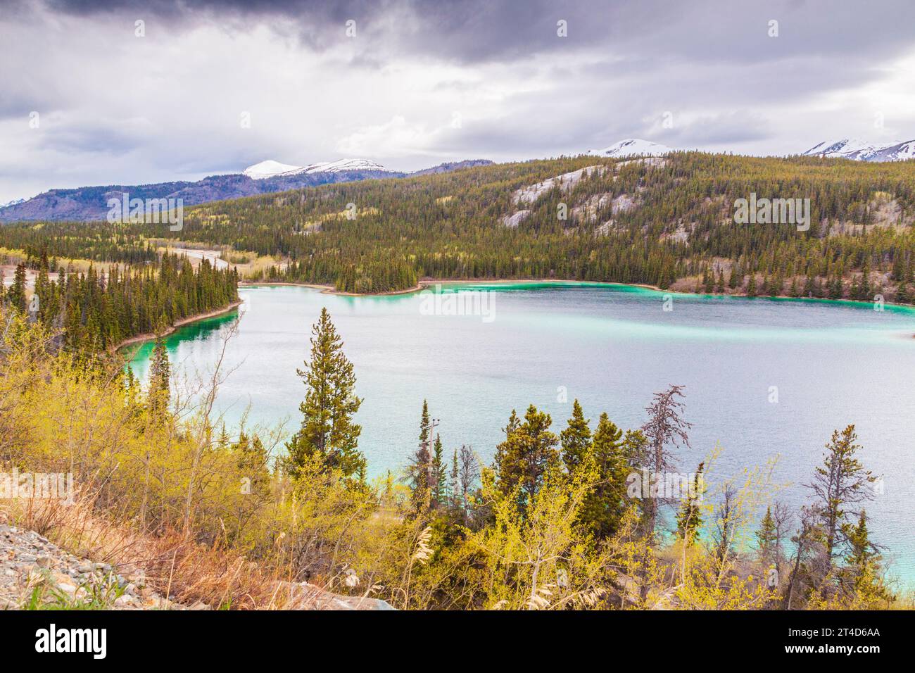 Emerald Lake vicino a Carcross nel territorio dello Yukon, Canada. Il colore verde è il risultato della luce del sole che si riflette su, ciò che viene chiamato, Marl. Marl e' la Foto Stock