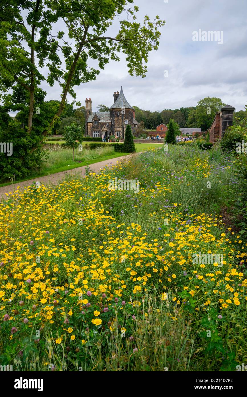 Fiori selvatici, tra cui calendule di mais gialle al giardino RHS Bridgewater a Worsley, Salford, Manchester, Inghilterra. Foto Stock