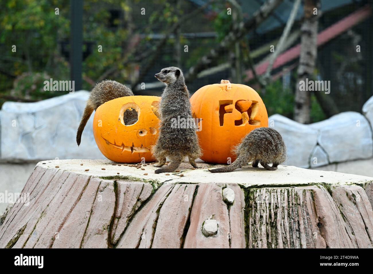 West Calder, Scozia, Regno Unito. 30 ottobre 2023. Boo allo zoo: Lo zoo Five Sisters organizza una festa Spooktacular Halloween Pumpkin Party per i suoi abitanti di Furry. I meerkat indagano sulle prelibatezze all'interno delle zucche. Crediti: Craig Brown/Alamy Live News Foto Stock