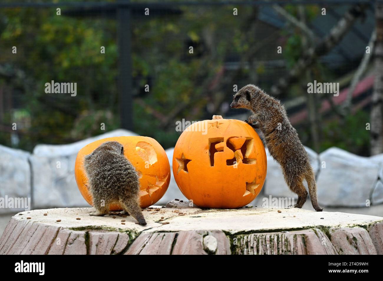 West Calder, Scozia, Regno Unito. 30 ottobre 2023. Boo allo zoo: Lo zoo Five Sisters organizza una festa Spooktacular Halloween Pumpkin Party per i suoi abitanti di Furry. I meerkat indagano sulle prelibatezze all'interno delle zucche. Crediti: Craig Brown/Alamy Live News Foto Stock