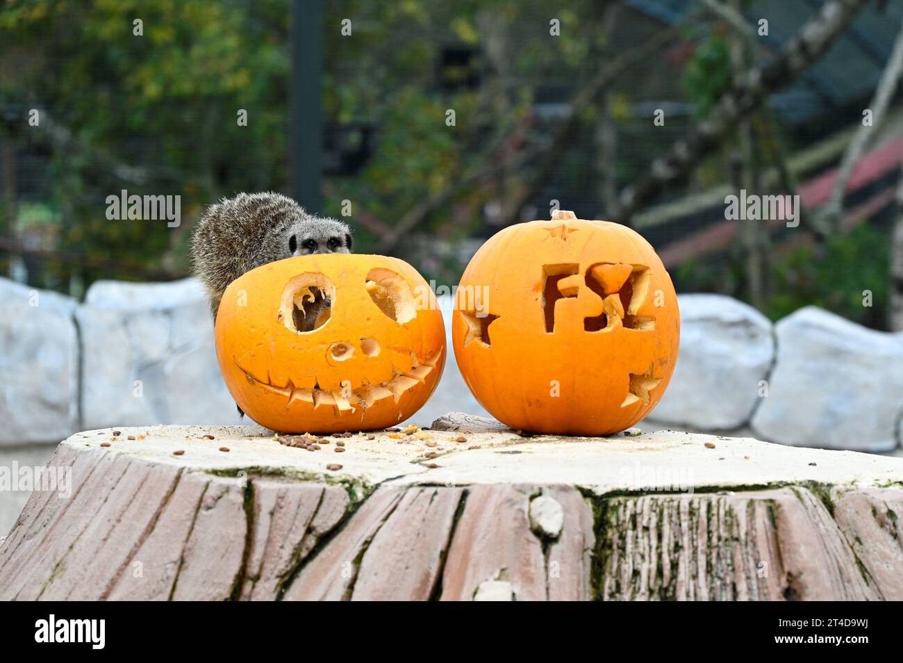 West Calder, Scozia, Regno Unito. 30 ottobre 2023. Boo allo zoo: Lo zoo Five Sisters organizza una festa Spooktacular Halloween Pumpkin Party per i suoi abitanti di Furry. I meerkat indagano sulle prelibatezze all'interno delle zucche. Crediti: Craig Brown/Alamy Live News Foto Stock
