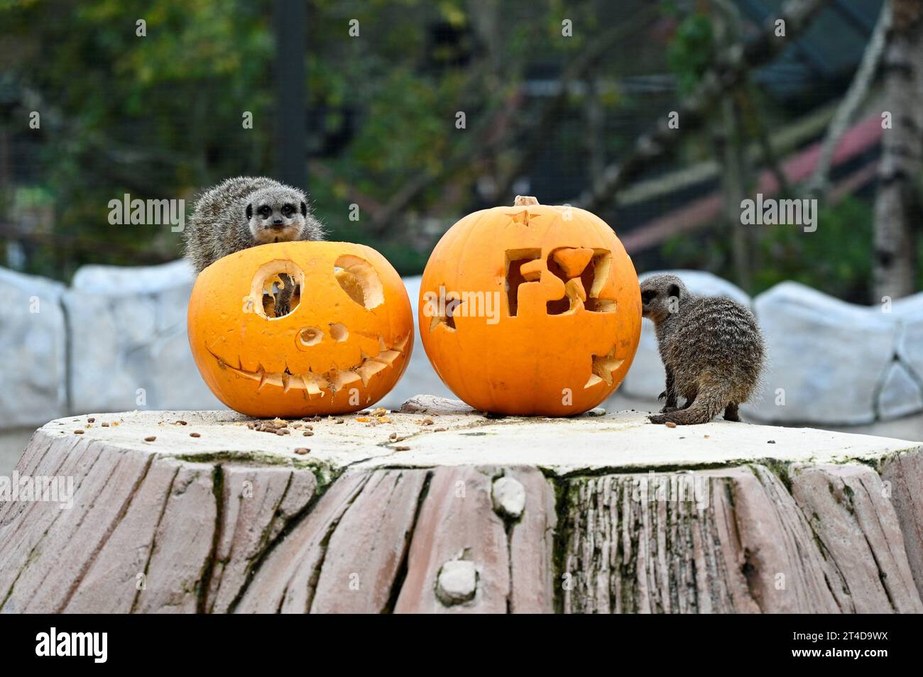 West Calder, Scozia, Regno Unito. 30 ottobre 2023. Boo allo zoo: Lo zoo Five Sisters organizza una festa Spooktacular Halloween Pumpkin Party per i suoi abitanti di Furry. I meerkat indagano sulle prelibatezze all'interno delle zucche. Crediti: Craig Brown/Alamy Live News Foto Stock