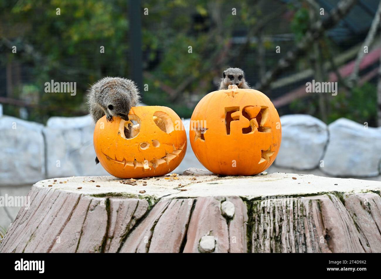 West Calder, Scozia, Regno Unito. 30 ottobre 2023. Boo allo zoo: Lo zoo Five Sisters organizza una festa Spooktacular Halloween Pumpkin Party per i suoi abitanti di Furry. I meerkat indagano sulle prelibatezze all'interno delle zucche. Crediti: Craig Brown/Alamy Live News Foto Stock