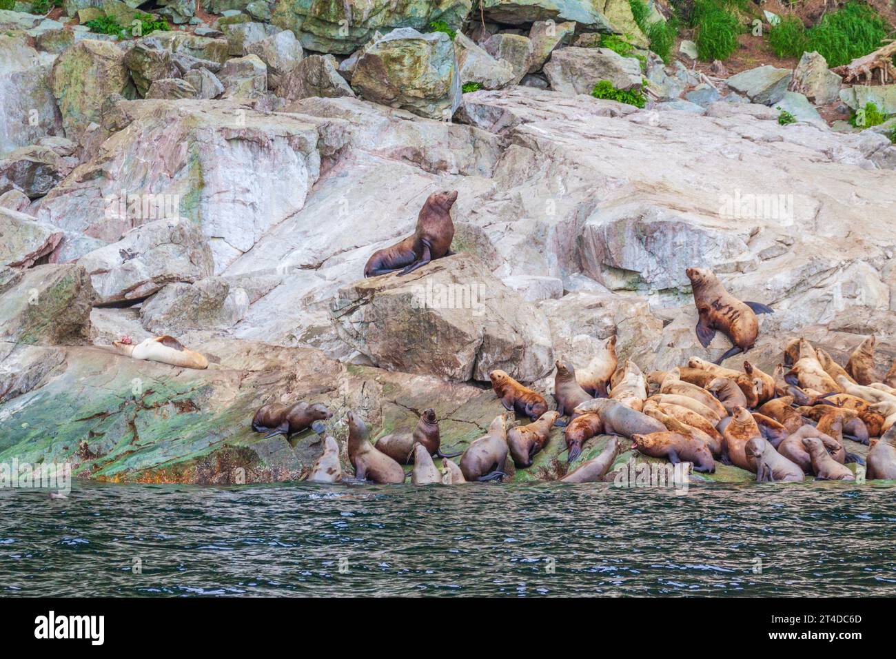 Steller Sea Lions, Eumetopias jubatus, vicino Juneau, Alaska. Questo leone marino è il più grande membro della famiglia Otariidae, le “otarie orecchie” Foto Stock
