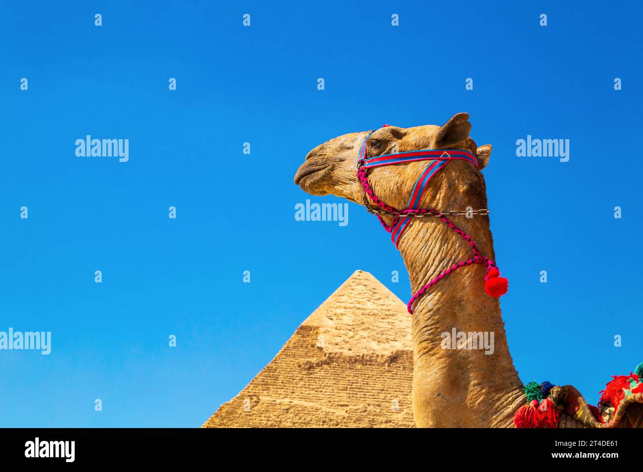 Cammello vestito vicino alla Piramide di Khafre. Grandi piramidi egiziane. Giza, Egitto – 16 ottobre 2023 Foto Stock