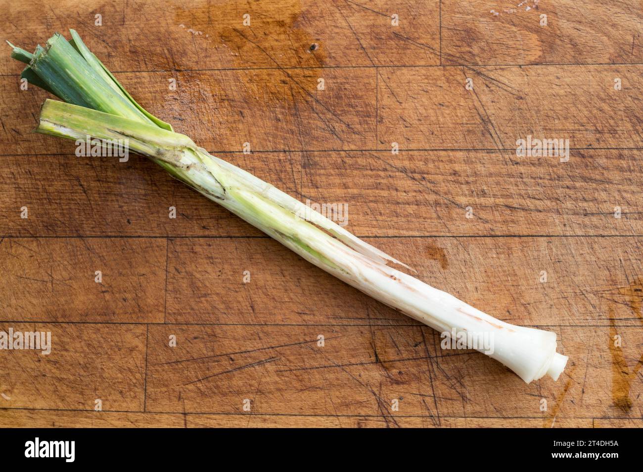 Danni alla pianta del porro causati dalle larve di Allium Leaf Miner o Phytomyza gymnostoma, Inghilterra Regno Unito Foto Stock