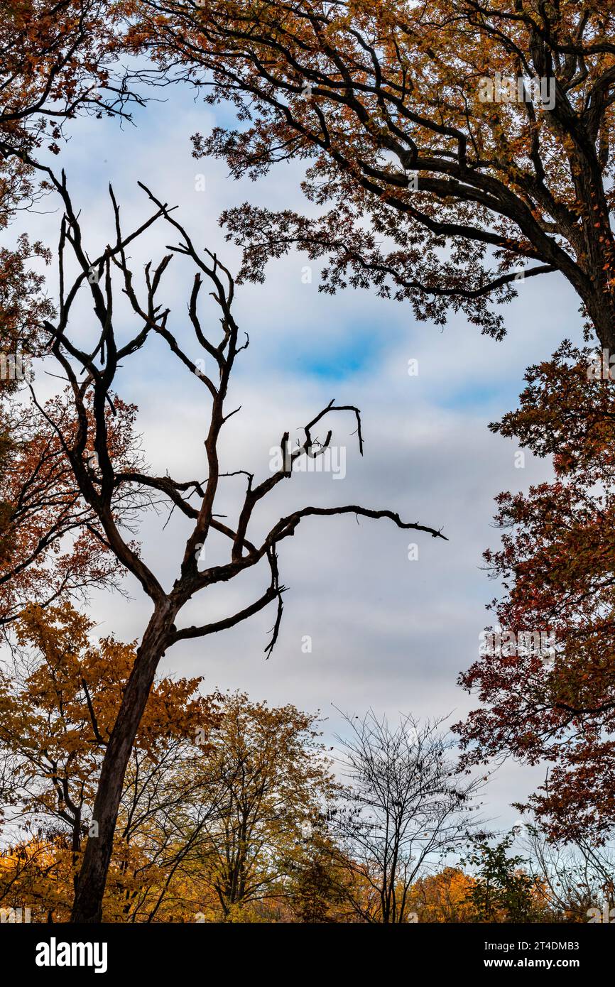 Lo scheletro di un albero morto si adatta perfettamente al colore autunnale della fine di ottobre, Oldfield Oaks Forest Preserve, DuPage County, Illinois Foto Stock