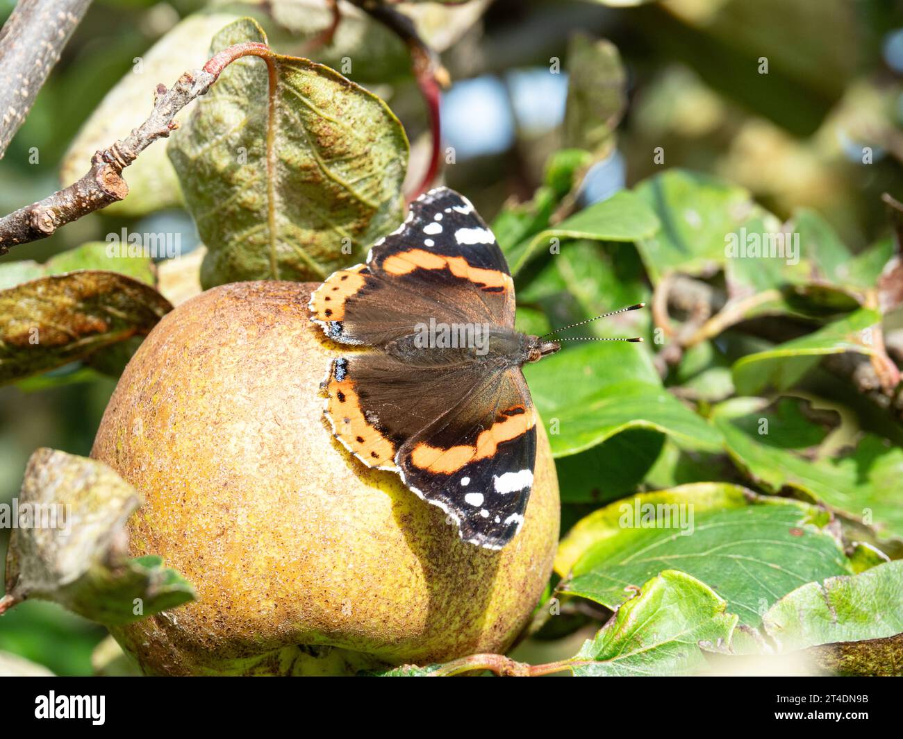 Una farfalla Red Admiral (Vanessa atalanta) che diffonde le ali al sole su una mela Foto Stock