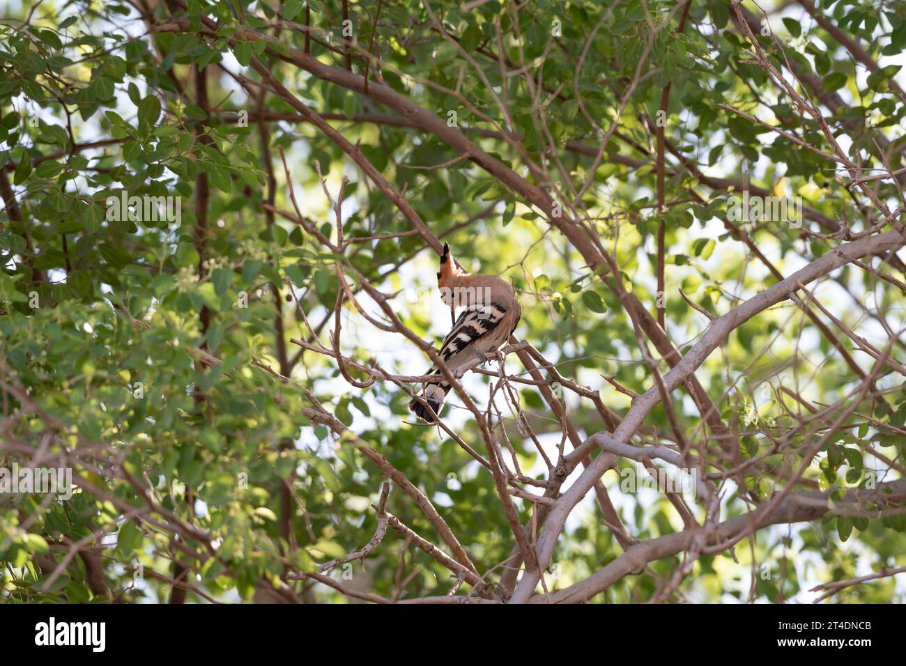 Hoopoe arroccato su un albero, fauna selvatica urbana a Dubai, Emirati Arabi Uniti (UAE), Medio Oriente Foto Stock